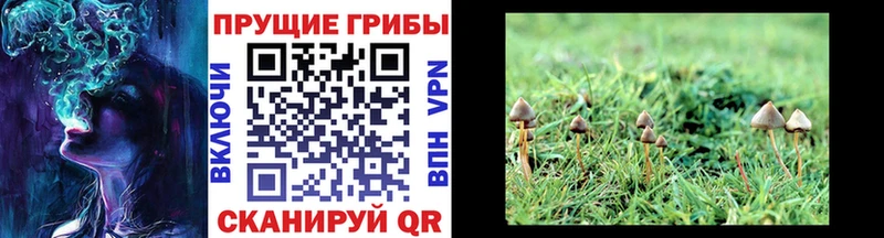 Галлюциногенные грибы Psilocybe  Каменск-Уральский 